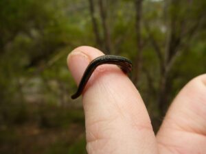 Leech Bite Treatment