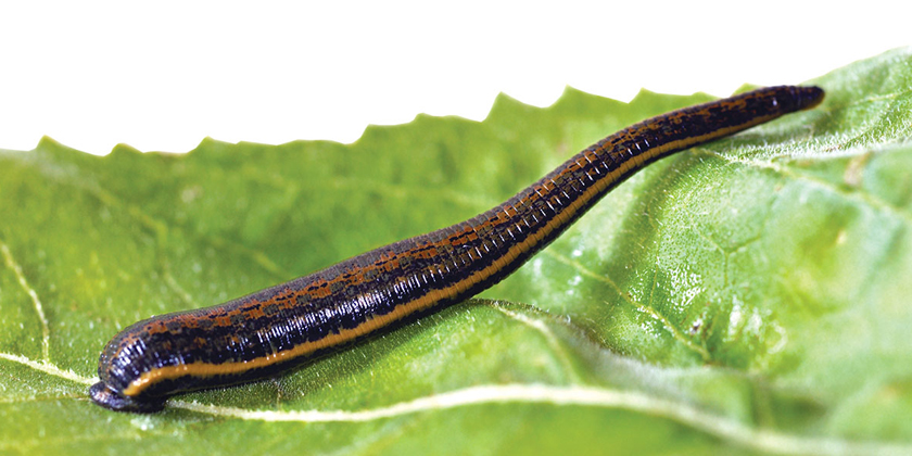 Addressing Respiratory Congestion with Leech Therapy: What You Need to Know
