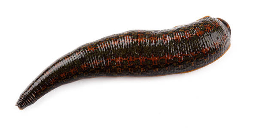 Leech Therapy for Neurological Conditions: What You Need to Know