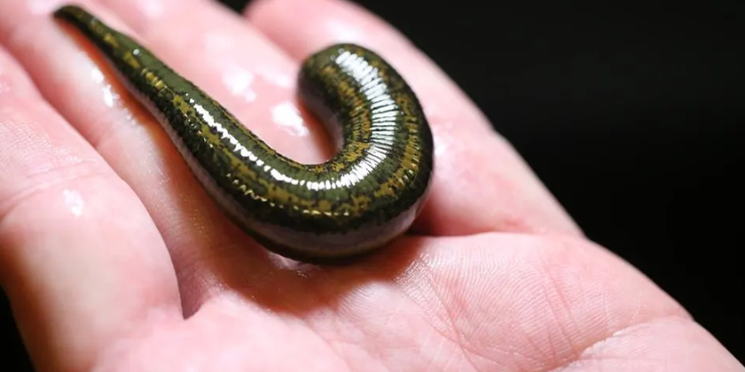 Modern Medicine's Perspective on Historical Leech Therapy in Psychiatry